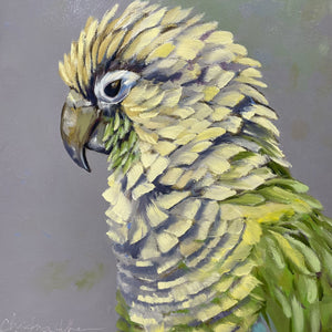 Oliver the Parrot image 0