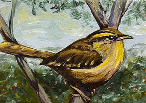 Carolina Wren image 0