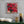 Poinsettia in Oil