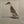 Jason the Mischievous Runner Duck