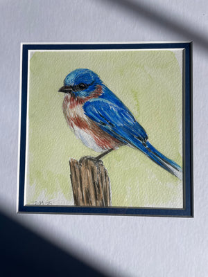 Eastern Bluebird (watercolor)