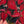 Poinsettia in Oil