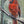 Carl the Cardinal image 0